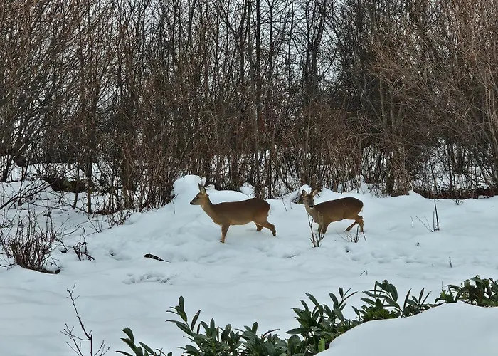 シャレー Winterfell *